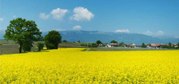 Terres agricoles dans le canton de Genève